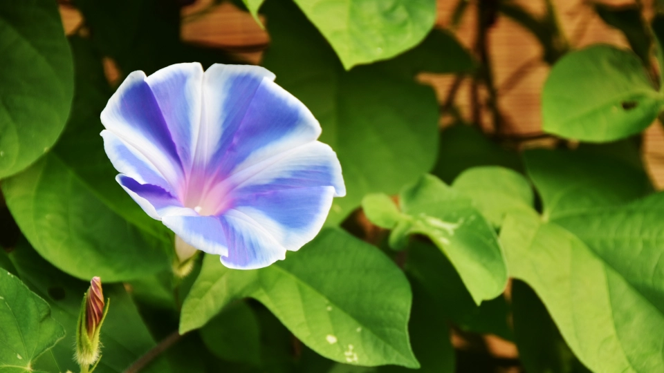 長日植物・短日植物・中性植物の違いをわかりやすく解説