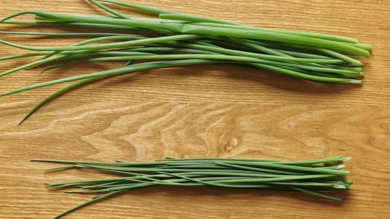 あさつき（浅葱）とネギの違いと栄養価比較表