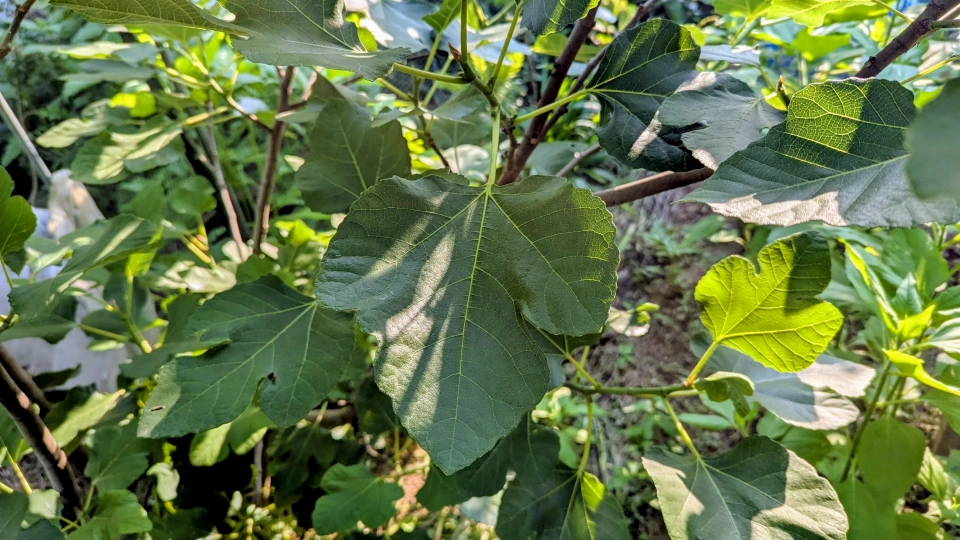 イチジクの葉っぱ（無花果葉）の効能と使い道
