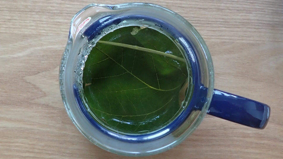 無花果茶（イチジクの葉のお茶）の作り方と効能・副作用