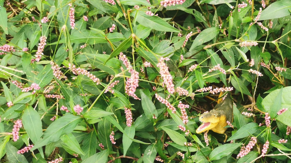 イヌタデ（犬蓼）の効能と利用方法