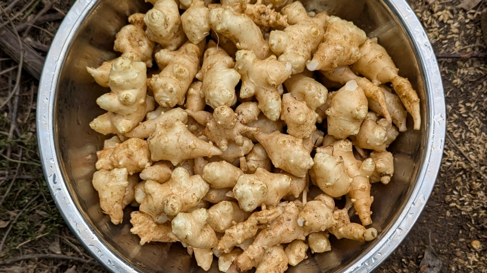 菊芋の効能｜健康・美容・ダイエットにも効果的なスーパーフードの秘密