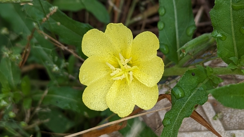 コマツヨイグサの特徴｜他のマツヨイグサとの違いと見分け方
