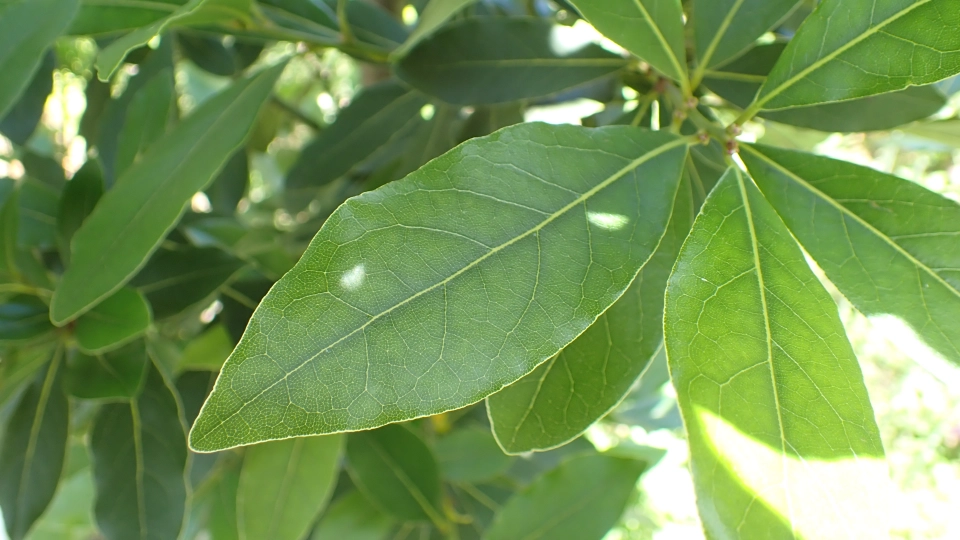 ローリエ（月桂樹）の葉の効能と料理以外の使い方