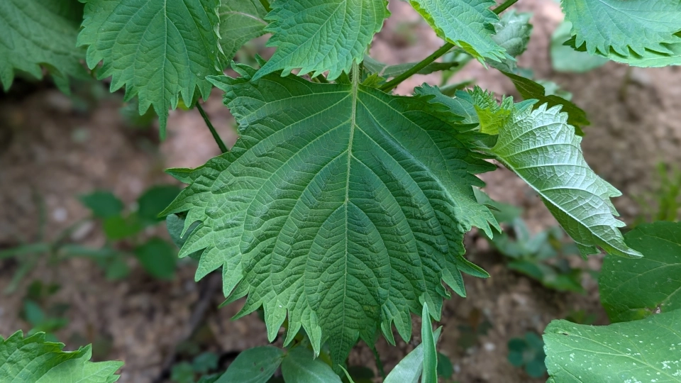 大葉（しそ）の栄養と効能｜夏バテにも効果的な成分たっぷり