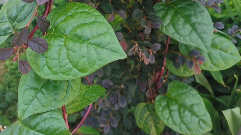 つるむらさきは何科？英語・中国語の意味、原産地と歴史を考察