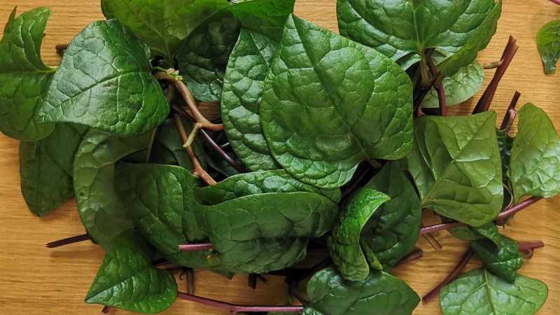 つるむらさきの毒性と食べ過ぎによる副作用について