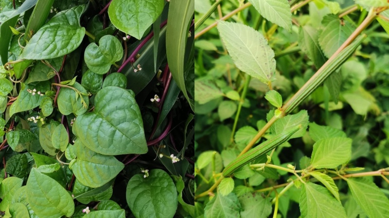 つるむらさきとモロヘイヤの違い｜栄養価はどちらが高い？