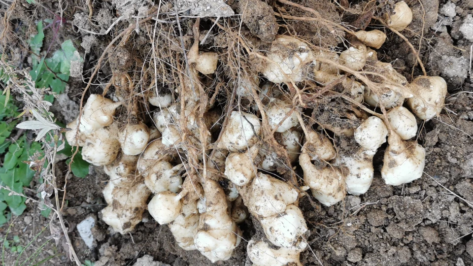 どっちが痩せる？イヌリンと難消化性デキストリンの違いは？