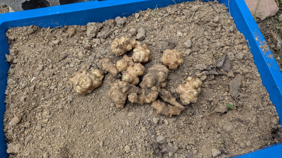 菊芋の保存方法｜冷蔵・冷凍・土中保存のポイントと保存期間