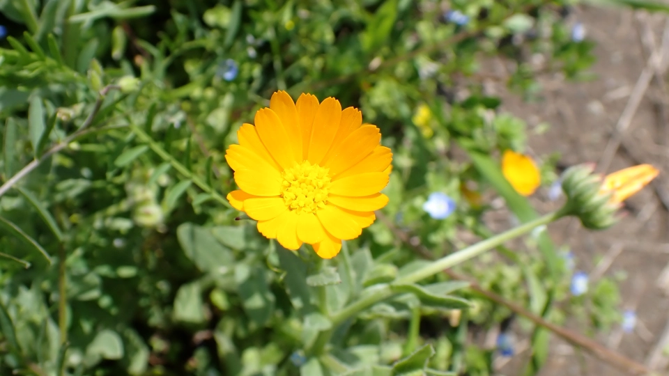 フユシラズとは？特徴や見分け方・よく見かける場所を解説