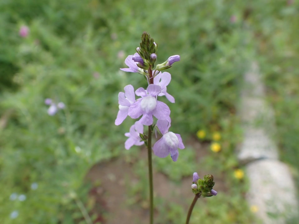 マツバウンラン 花 アップ