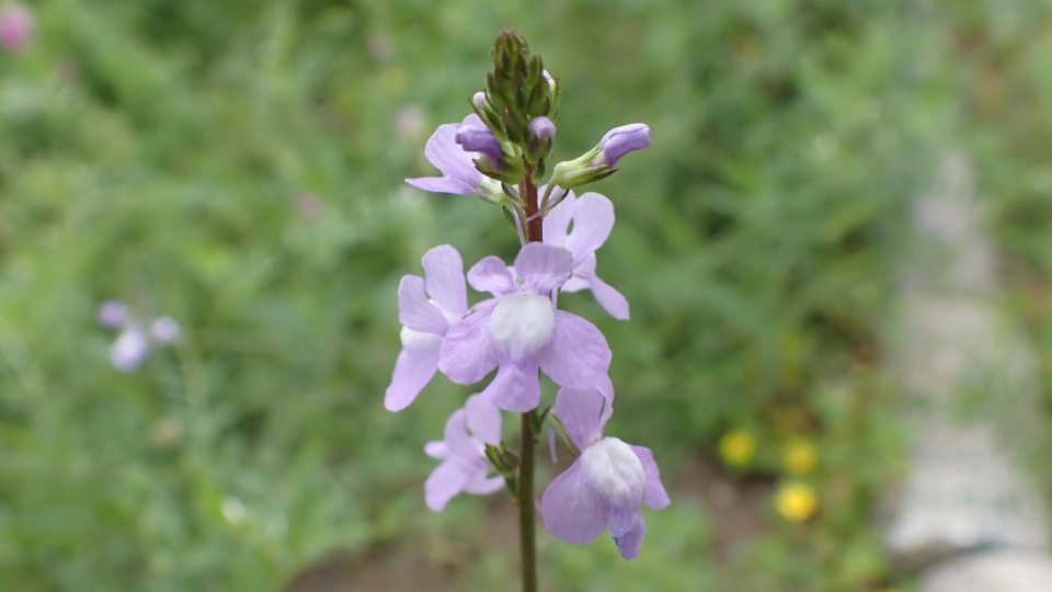 マツバウンランとは？道端に咲く紫の花の正体｜特徴・見分け方・外来種か解説