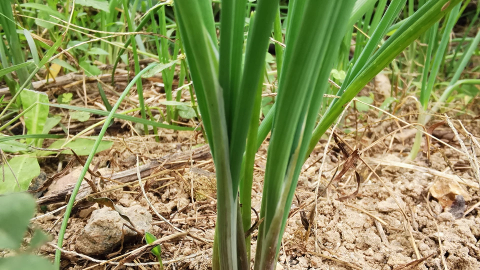 あさつき（浅葱）の栄養と効能｜特に多く含まれている成分は？