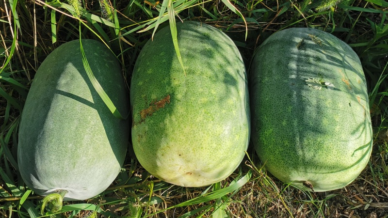 冬瓜の栄養と効能｜ダイエットに最適？漢方薬にもなる薬膳食材