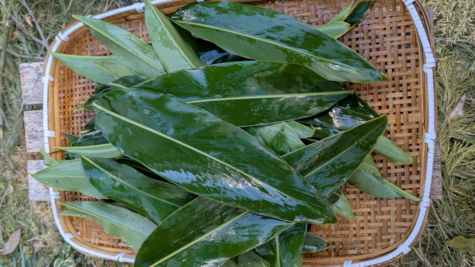 月桃の効能｜沖縄で古くから薬用利用されてきた植物の効果