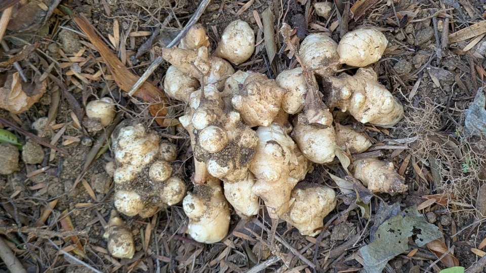 【PR】菊芋粉末・極｜イヌリンを効果的に摂取できる菊芋サプリ