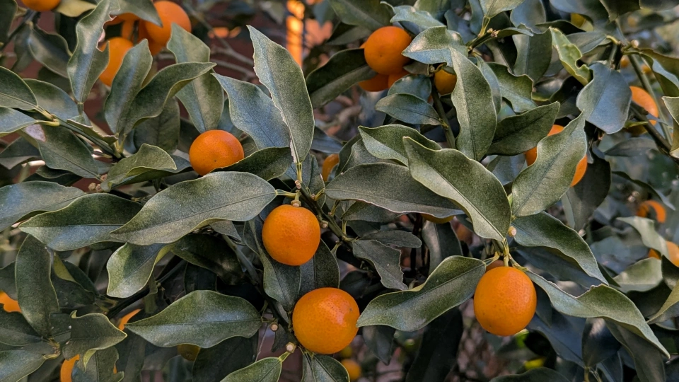 金柑の効能｜栄養素は柑橘類最強？薬膳としての効果も解説