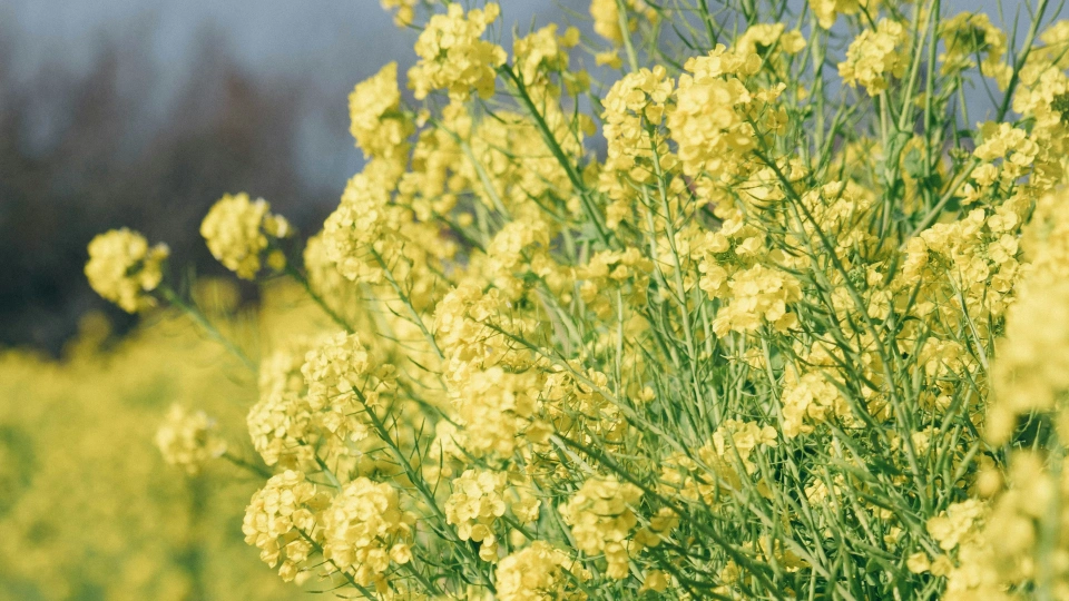 3月の英語 March（マーチ）の語源と1月から3月になった理由