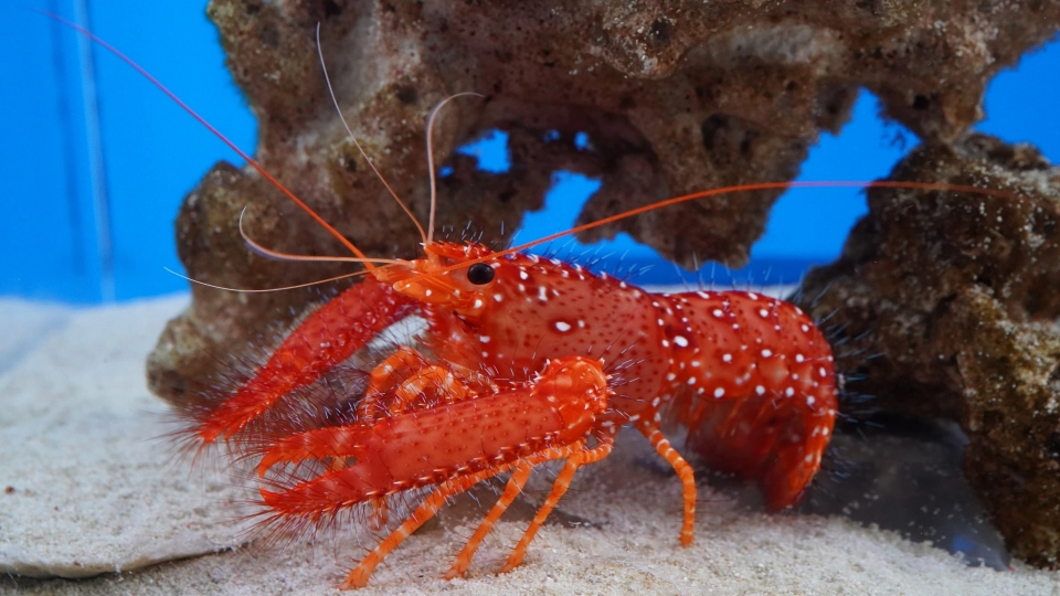 えびの漢字「海老」「蝦」「蛯」「鰕」の違いと「えび」の語源