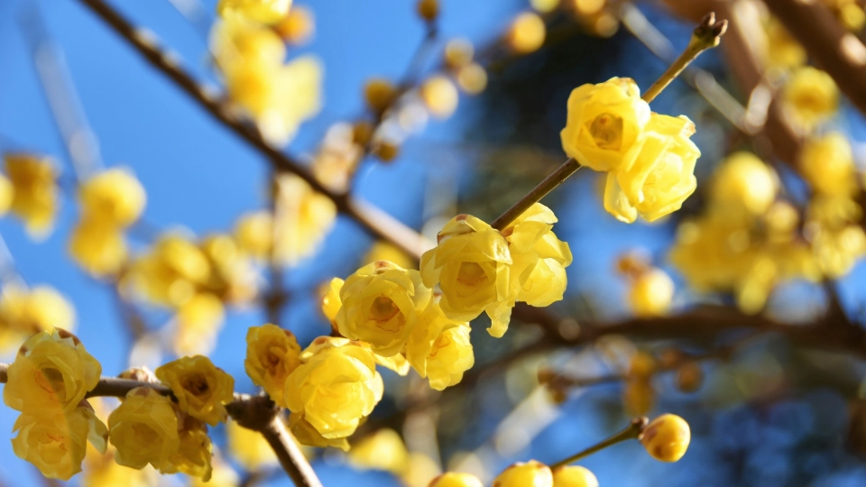 節分・立春・旧正月の違い｜日付が異なる理由と豆まきの由来