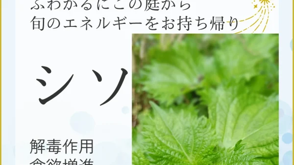 【2025年7月】夏バテ予防に旬のシソをプレゼント！