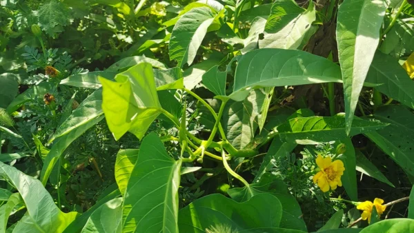 空芯菜の栄養と効能｜ほうれん草並みの栄養素を含む健康野菜