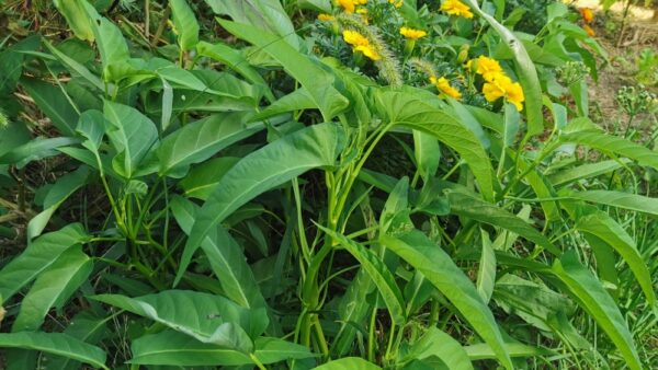 アメリカでは栽培禁止？空芯菜の英語名を調べてわかったこと